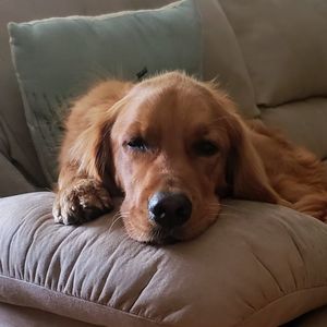 Meet your Posher, Bernie